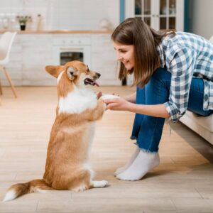 Preparing Your Home for a Newly Adopted Pet