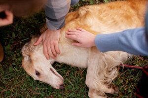 Two people gently petting a resting golden dog on a grassy area.