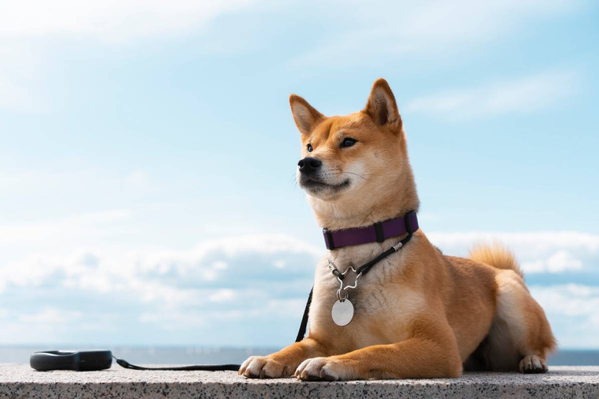 Shiba Inu dog wearing a purple collar with ID tag, seated outdoors under a blue sky.