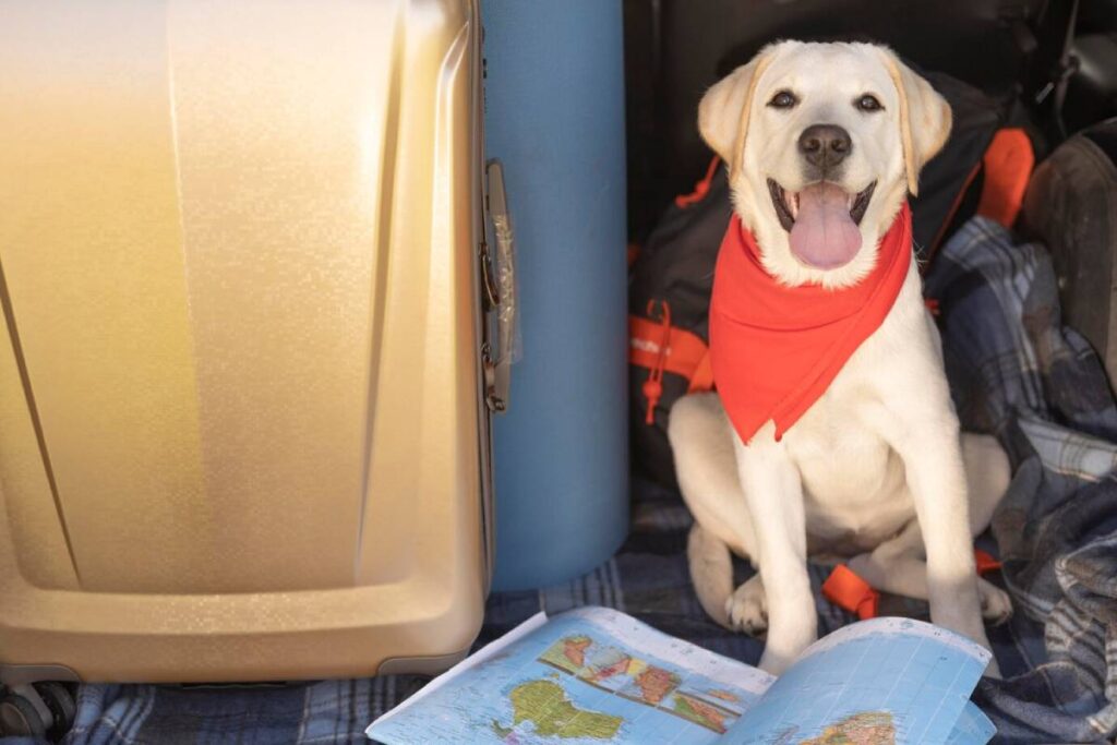A happy Labrador wearing a red bandana, sitting in a car boot with a map.