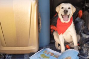 A happy Labrador wearing a red bandana, sitting in a car boot with a map.