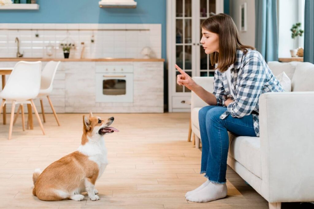 Young woman in a plaid shirt training her attentive Corgi in a bright, modern kitchen.