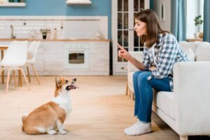 How to Teach Your Dog Basic Commands: Sit, Stay, Come