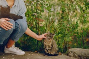How to Litter Train Your New Kitten Effectively