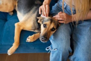 How to Identify and Remove Ticks from Your Dog or Cat