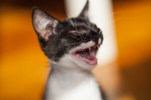 Close-up of a black and white kitten yawning, with an orange background.