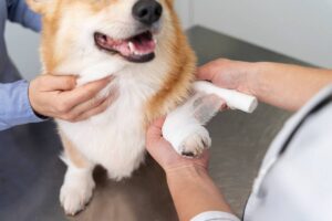 A vet wraps a bandage around a Corgi's paw in a clinic.