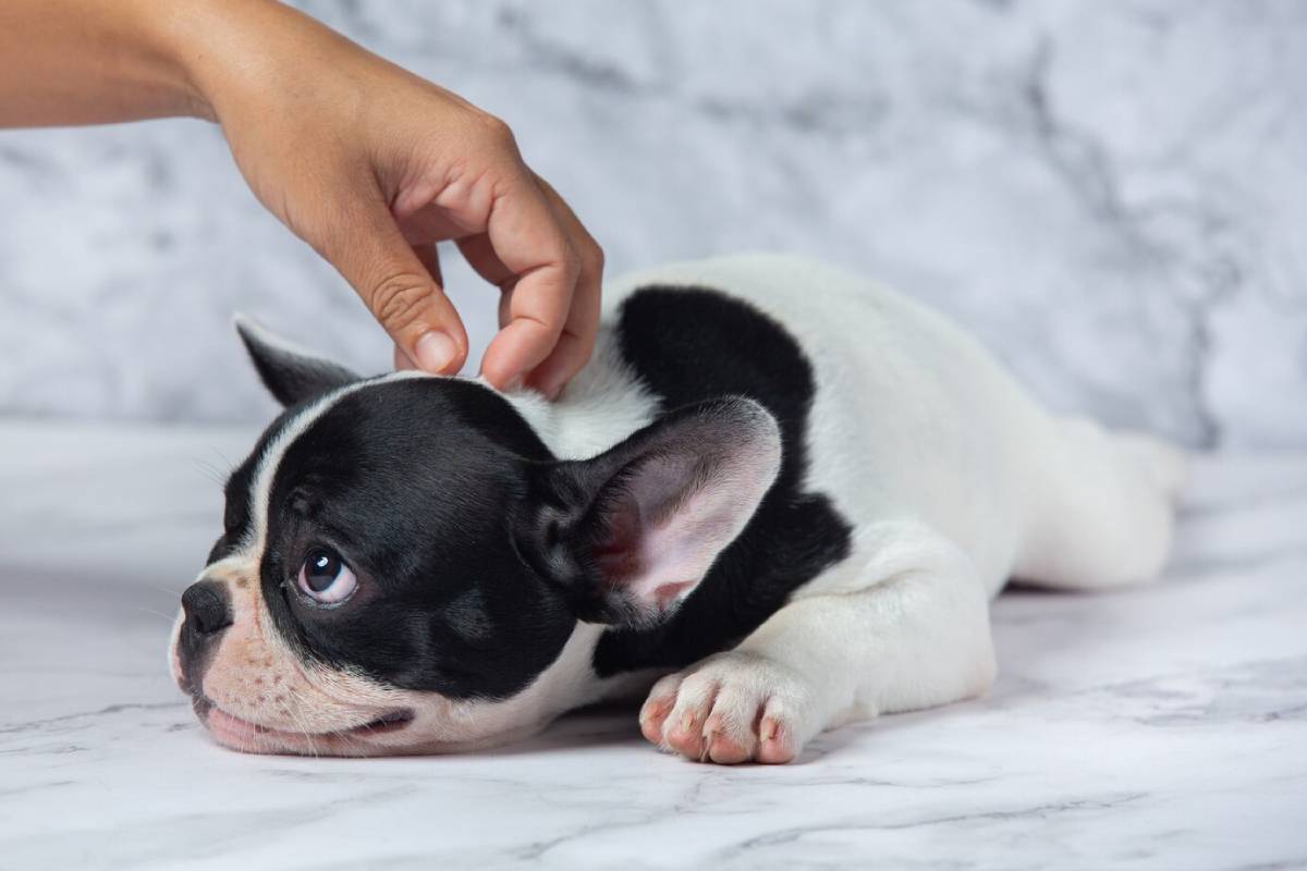  A hand gently pets a black and white French Bulldog puppy lying on a marble surface.