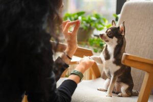A Chihuahua attentively standing on a chair, receiving a treat from a woman's hand indoors.