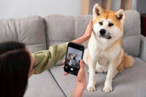 Person taking a photo of a Shiba Inu dog sitting on a couch using a smartphone.