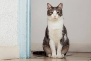 Grey and white cat sitting gracefully on a tiled floor next to a blue door.
