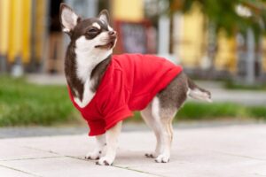 A Chihuahua in a red hoodie standing on a paved sidewalk.