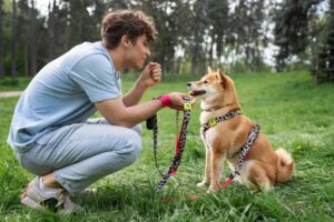 Young man crouching in a park, training a happy Shiba Inu dog.