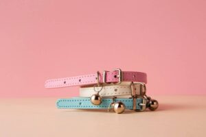 Functional and Stylish Accessories for Cats