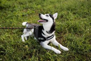 A joyful Siberian Husky lying on grass, looking up, wearing a harness labelled "BEST FRIEND".