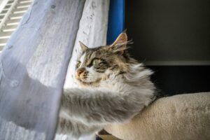 Why Cats Knead: Exploring Feline Behaviour