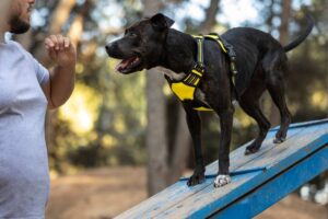 A black dog wearing a yellow harness stands on a blue ramp in a forest, looking at a person's hand signal.