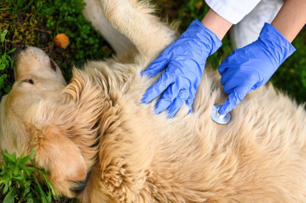 A vet wearing blue gloves examines a golden retriever with a stethoscope outdoors.