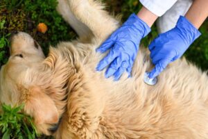 Pet CPR: A Life-Saving Skill Every Owner Should Know