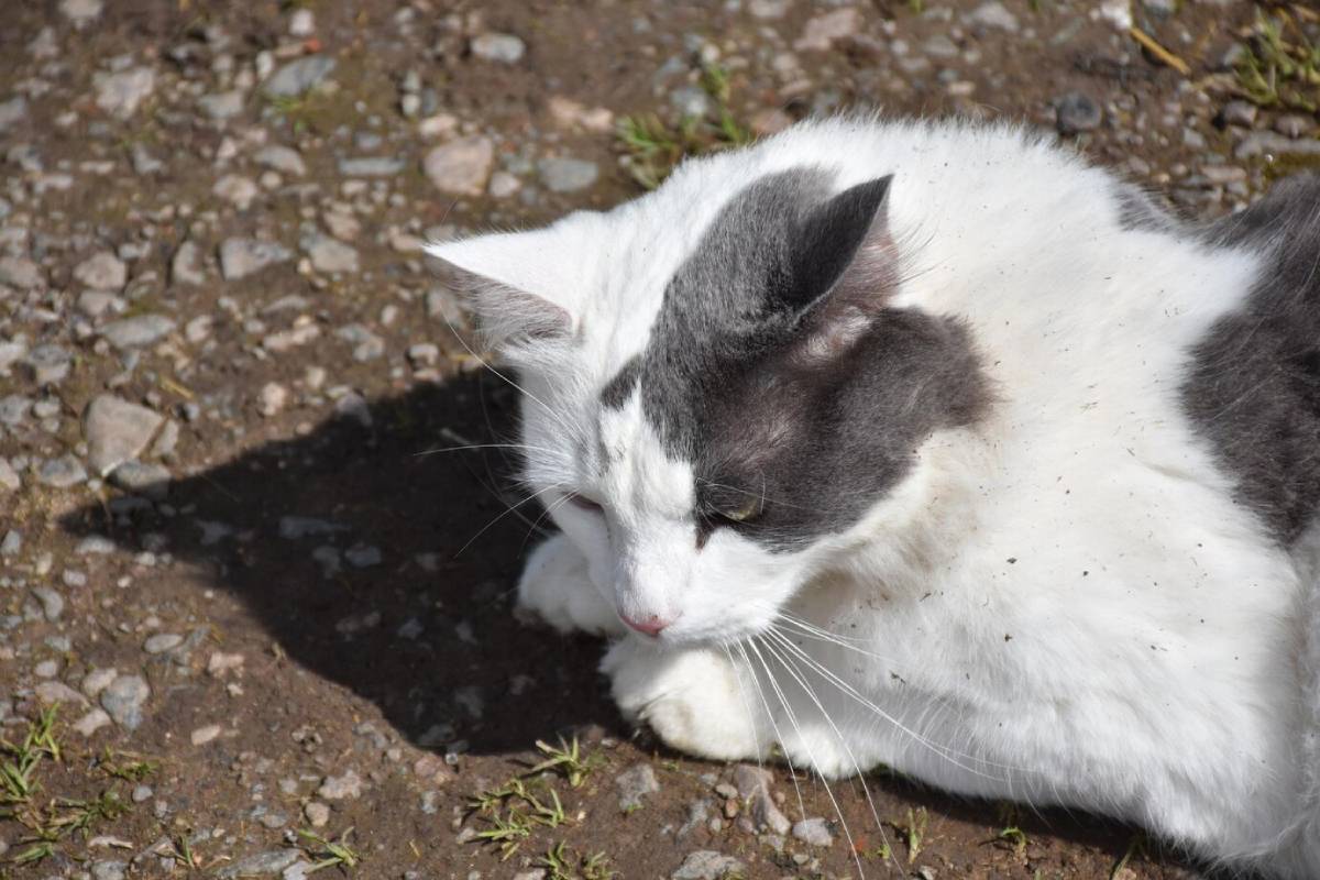 White and grey cat resting outdoors on a gravel surface. 