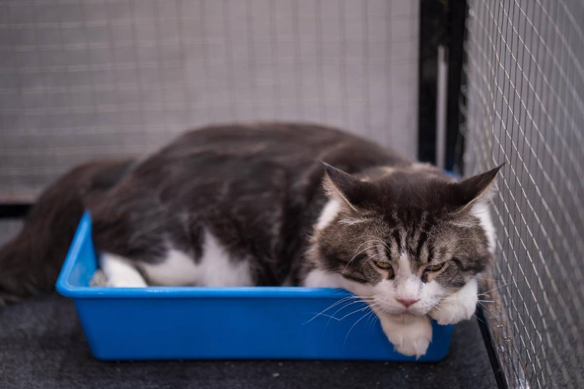 A tabby and white cat resting in a blue litter box inside a cage.