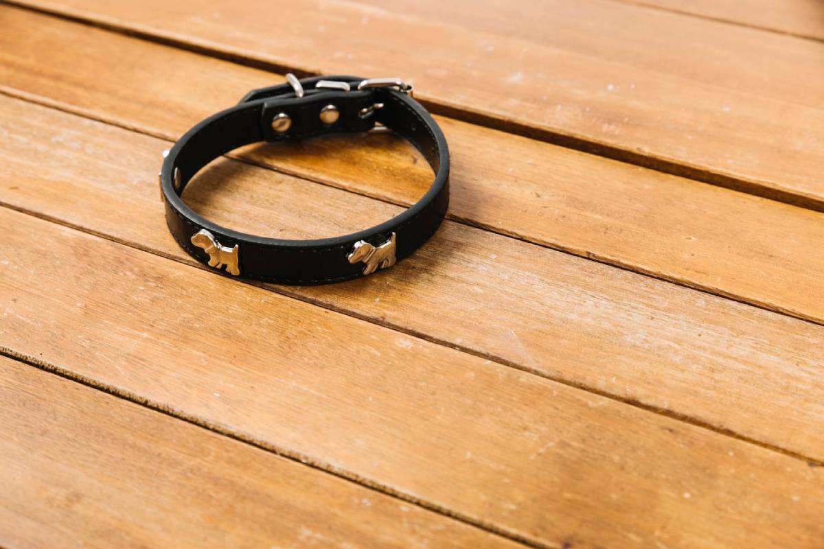  Black dog collar with metal ornaments on a wooden surface.
