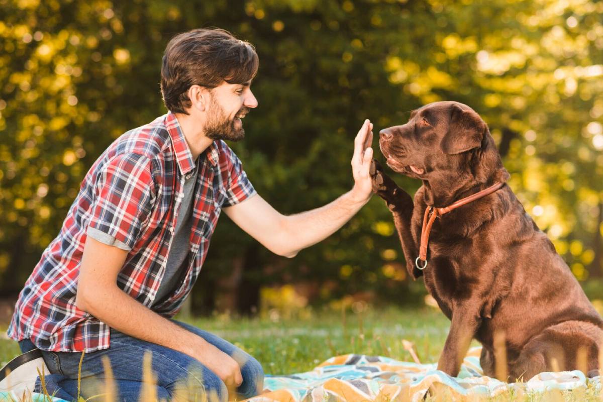 A man in a plaid shirt giving a high five to a chocolate Labrador in a sunny park. 