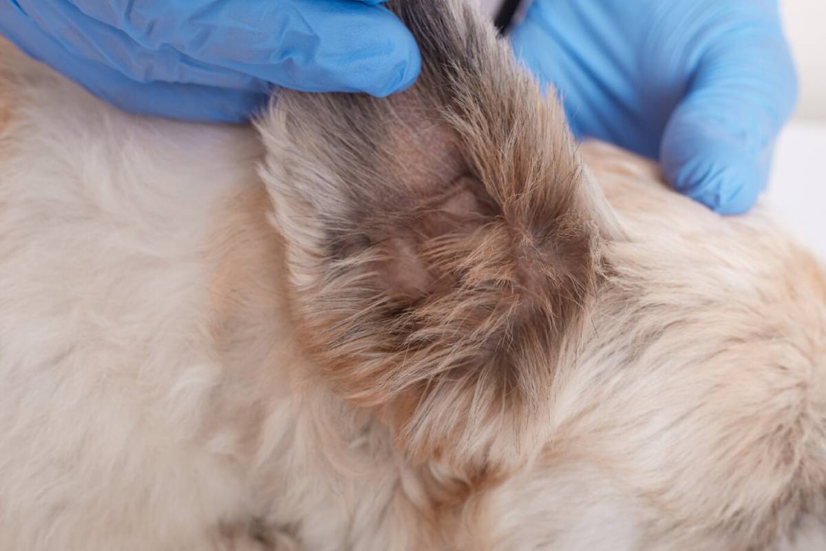  Veterinarian checking a dog's ear, wearing blue gloves against a white background.