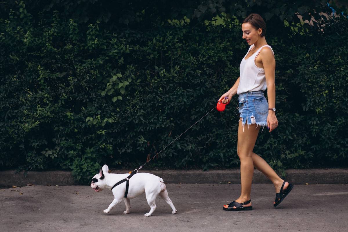 A woman in summer attire walks a white French Bulldog on a leash by a lush hedge.