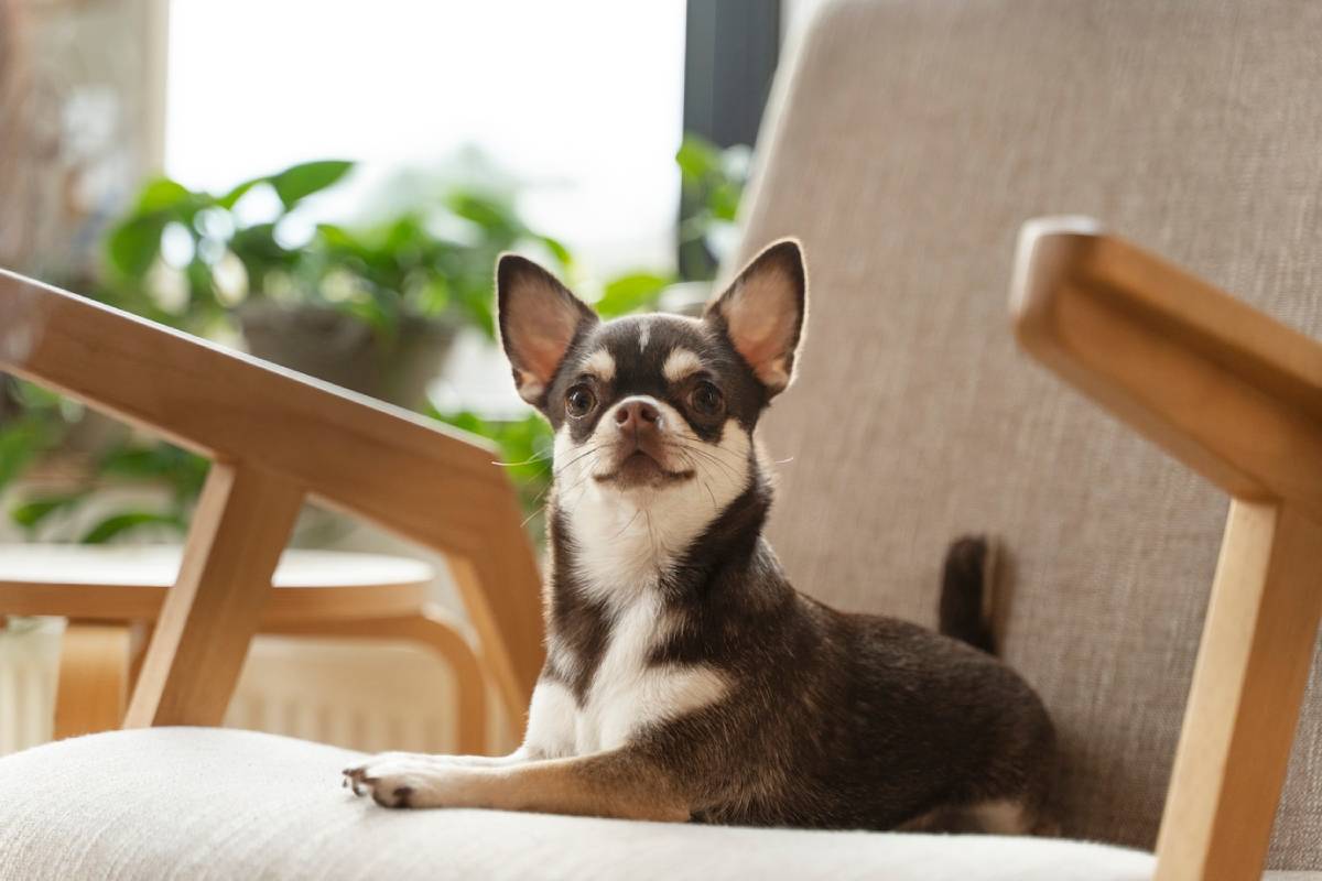 A Chihuahua dog sitting on a beige armchair, looking alert with a green plant background. 