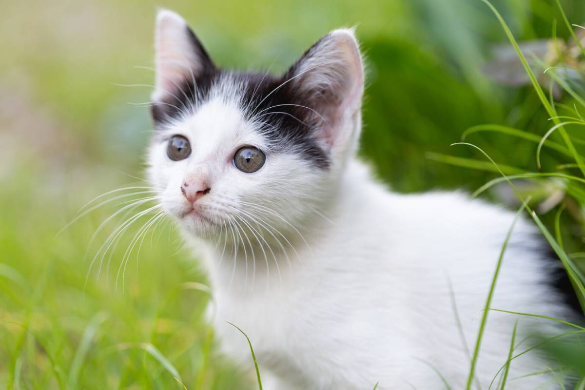 A young black and white kitten with wide eyes, sitting in green grass. 