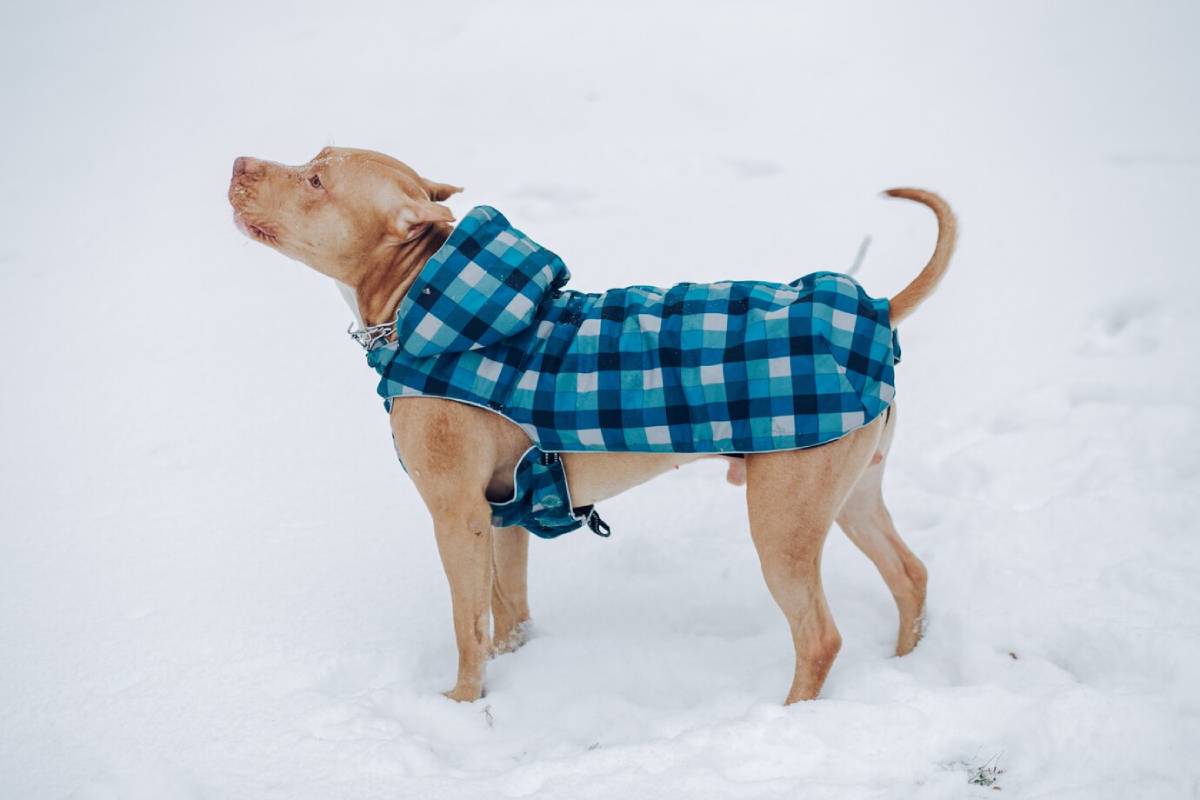  A tan dog in a blue plaid coat standing in snow, looking upwards.