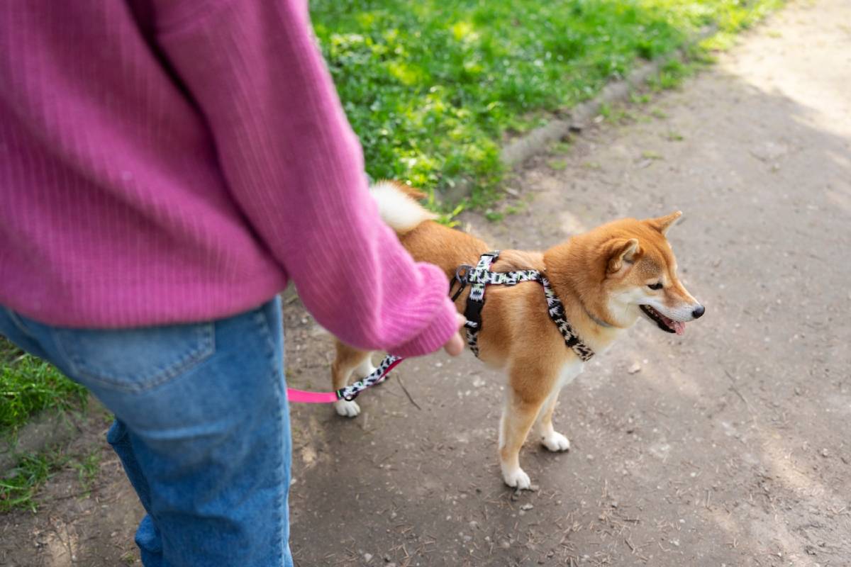 A person walking a Shiba Inu dog on a leash along a dirt path in a park.