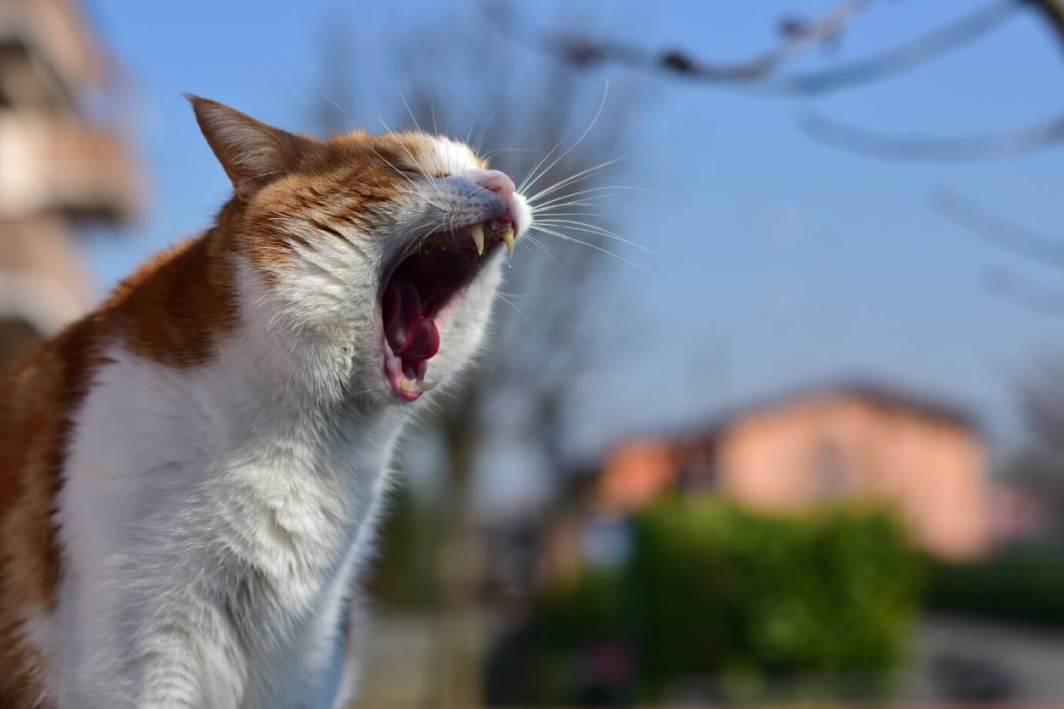 A ginger and white cat yawning outdoors with a blurred background of houses and greenery.