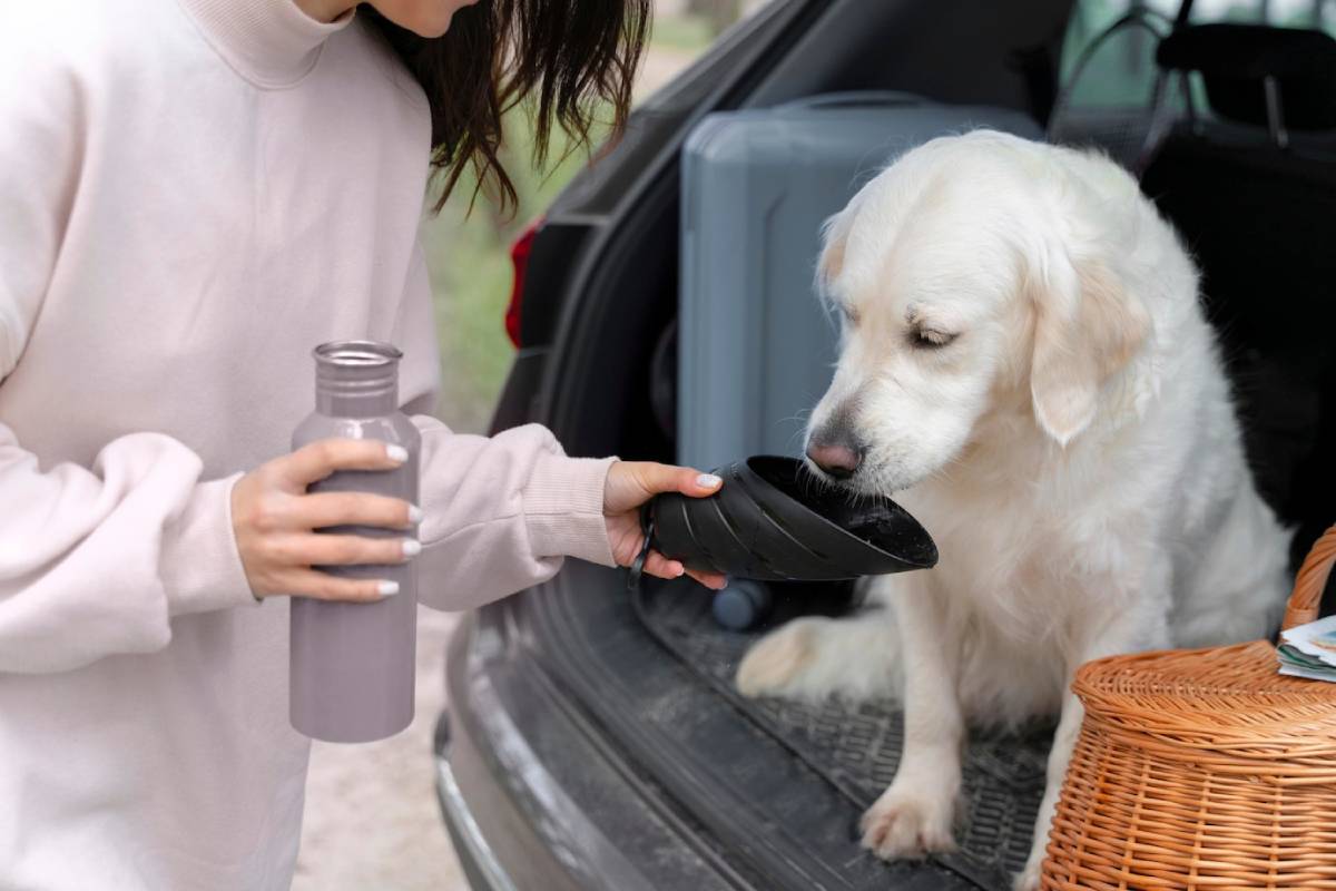 Woman offering water to a white dog from a foldable bowl near a car's boot.