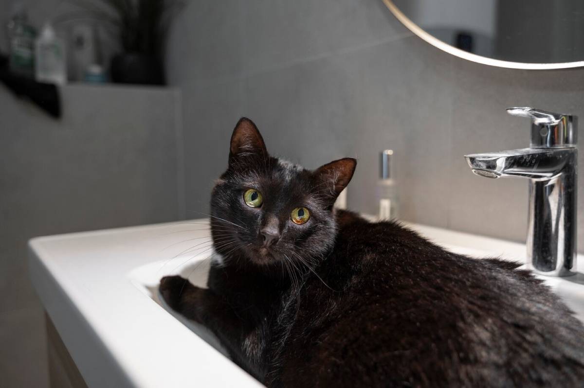 A black cat with luminous green eyes lying on a white bathroom sink. 