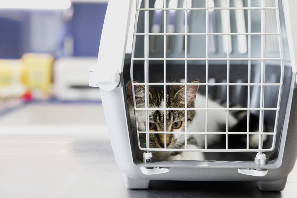 Tabby cat looking out from inside a grey pet carrier in a clinical setting.