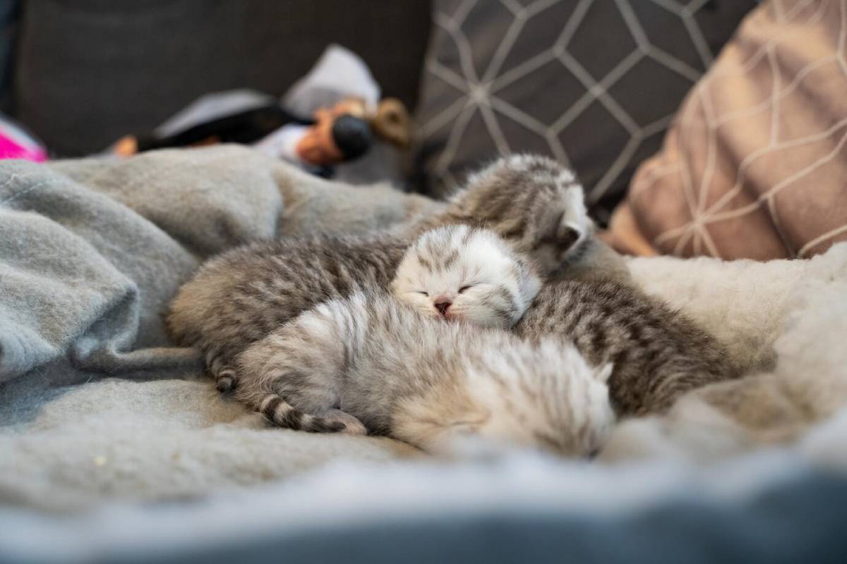 Three kittens snuggle together on a soft grey blanket, peacefully sleeping. 