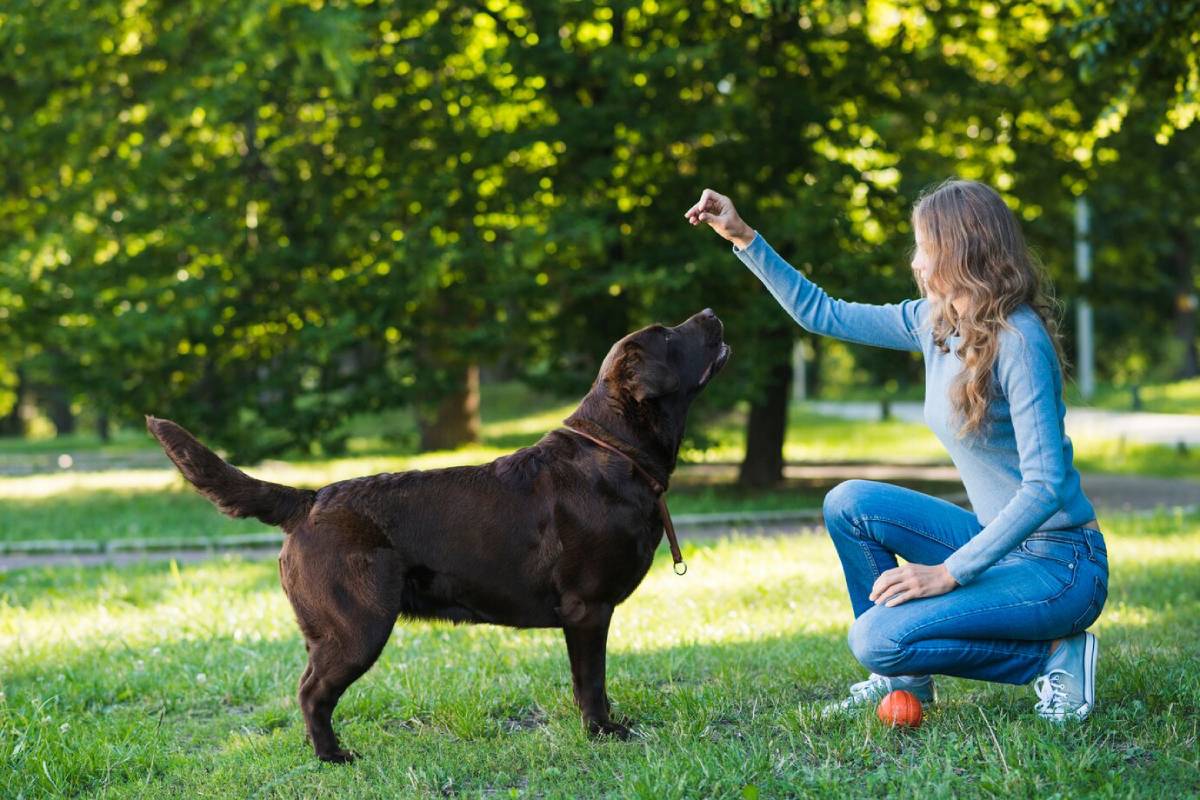  A woman kneels in a park, training a chocolate Labrador with a treat on a sunny day.