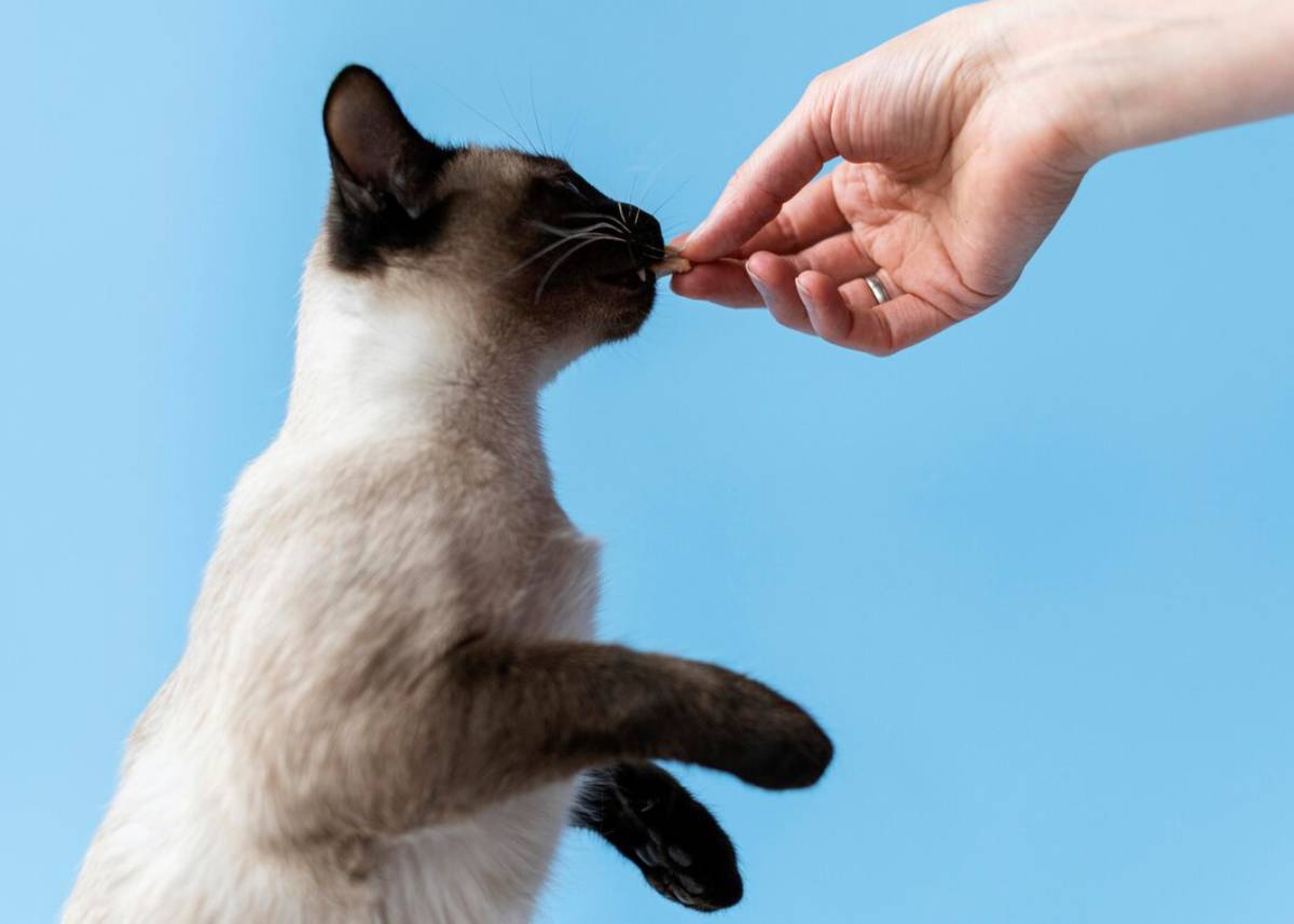 A Siamese cat reaches up to sniff a treat held by a human hand against a clear blue sky.