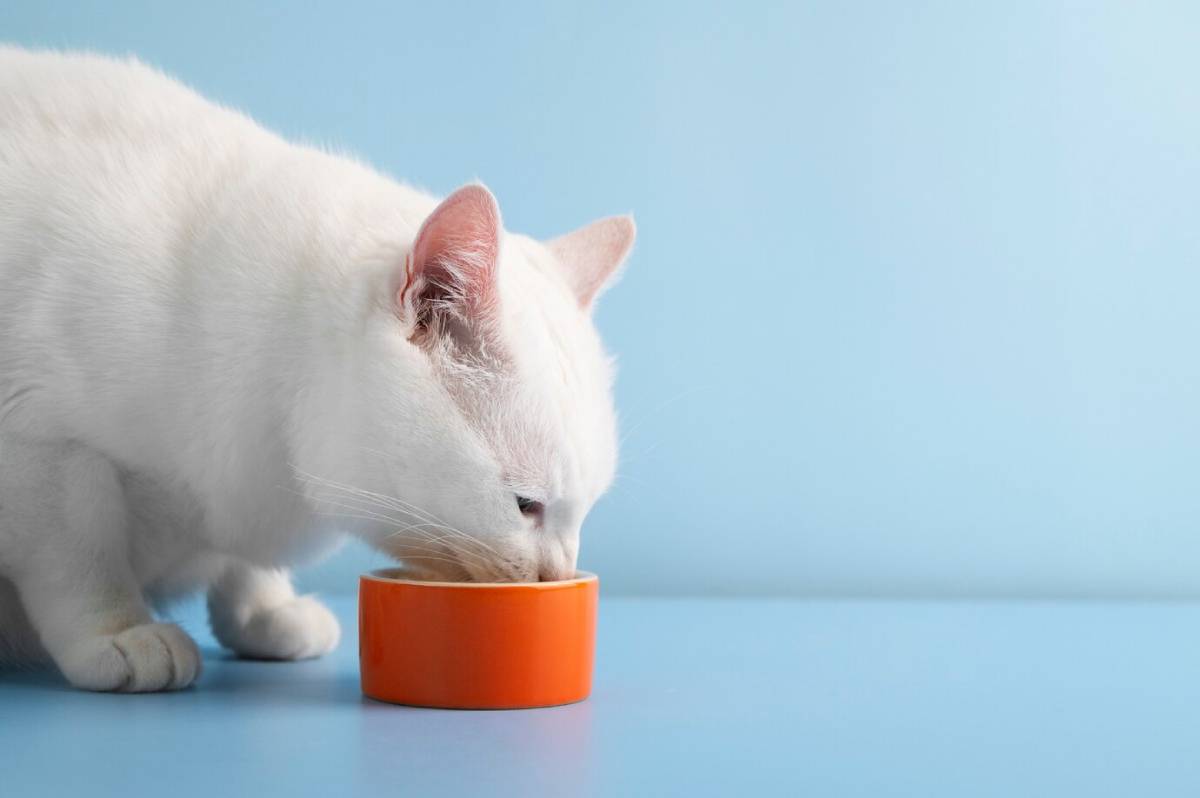 White cat eating from an orange bowl on a blue background. 