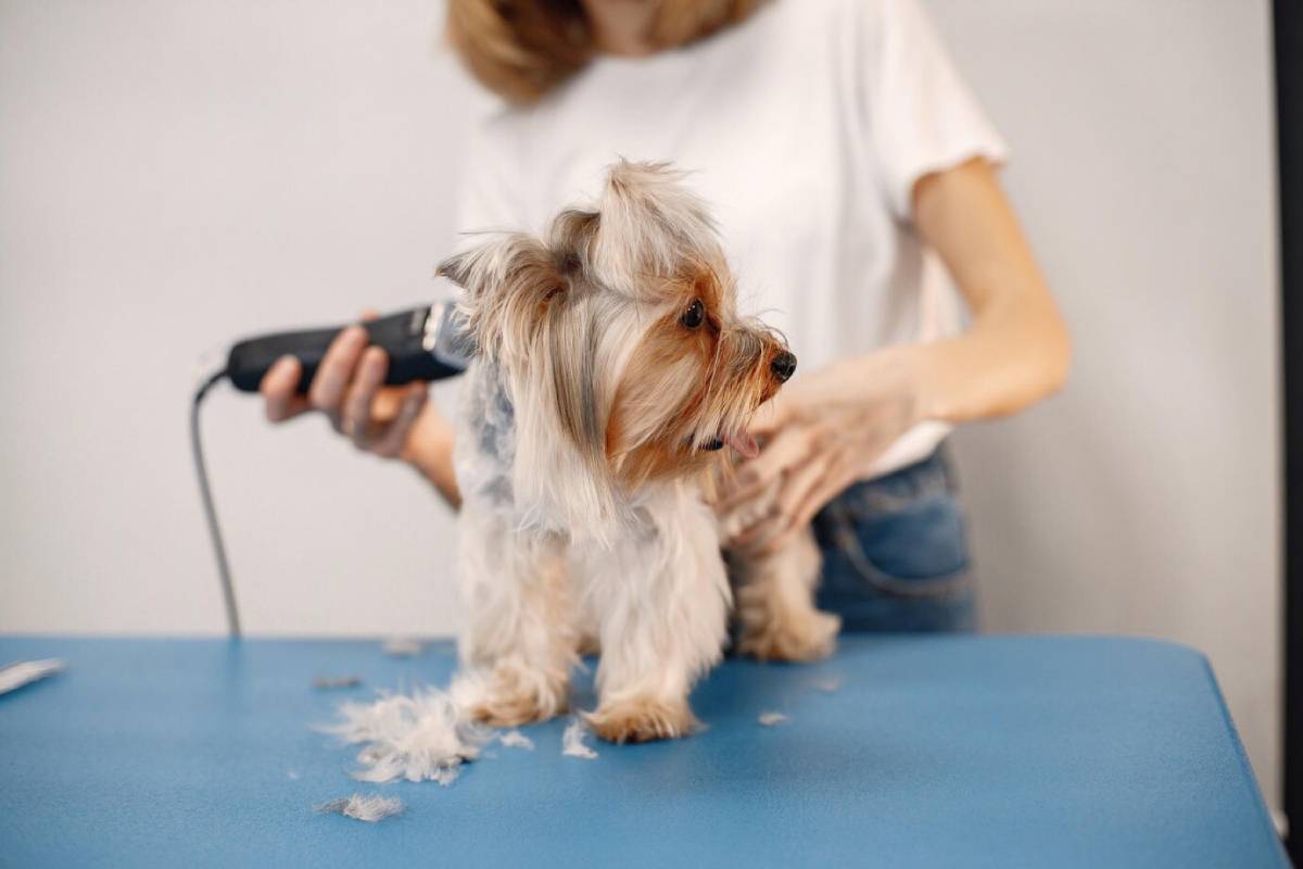 A Yorkshire Terrier getting groomed with an electric clipper on a grooming table.