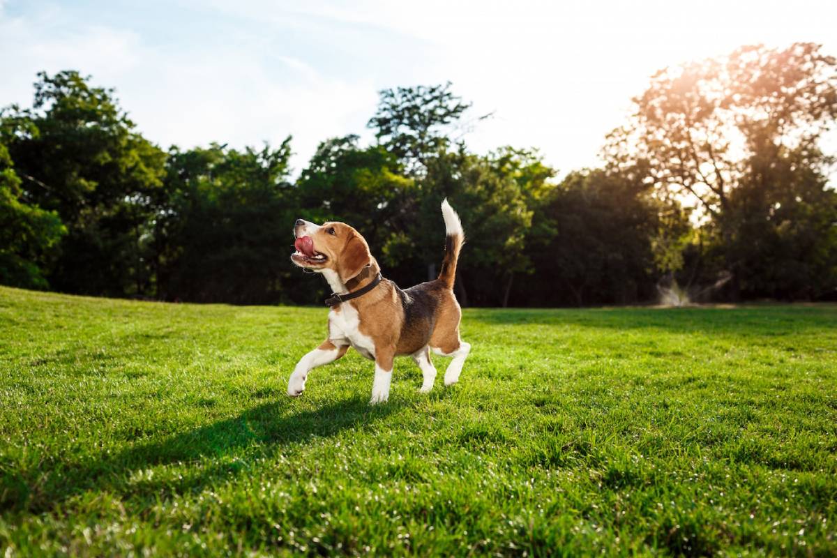 A beagle running joyfully across a sunny park with trees in the background. 
