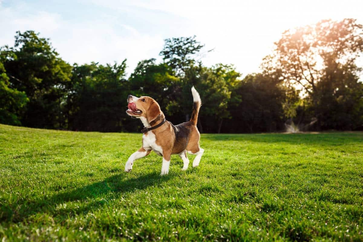 A beagle running joyfully across a sunny park with trees in the background.