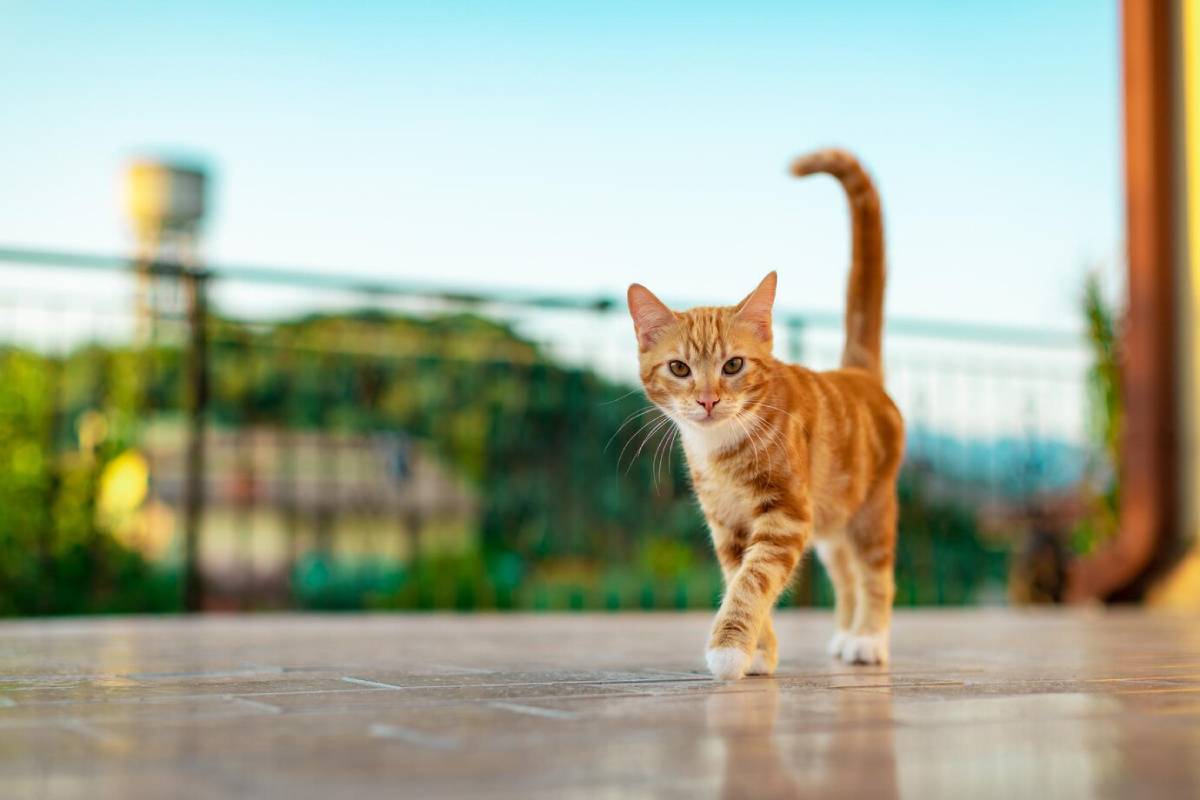 Ginger cat walking on a terrace with a blurred garden background.