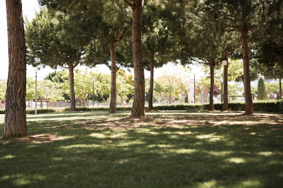 Sunlight filtering through the leaves of tall pine trees in a serene, park setting. 