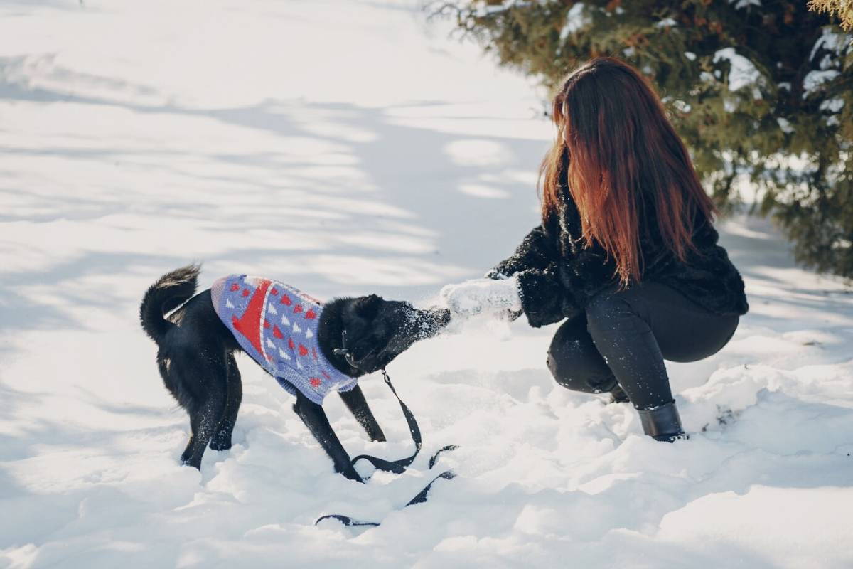 A woman in winter clothing plays with a black dog wearing a sweater in a snowy setting.