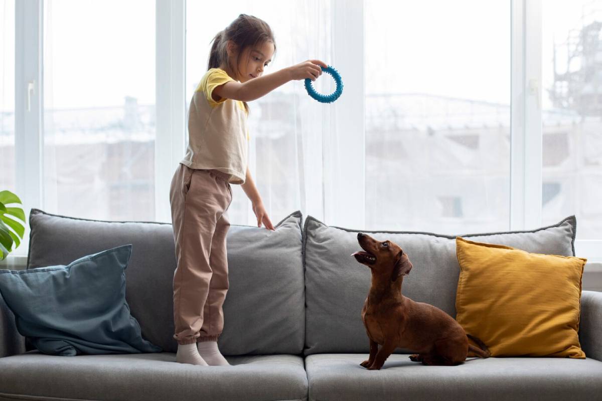 A young girl plays with a brown dog on a sofa in a sunny living room.