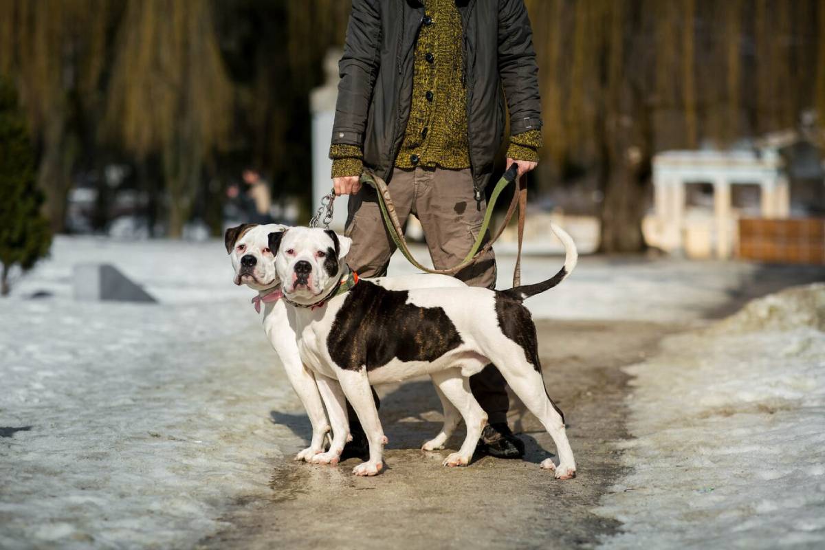 A person holding leashes of two large, white and black dogs on a snowy path.