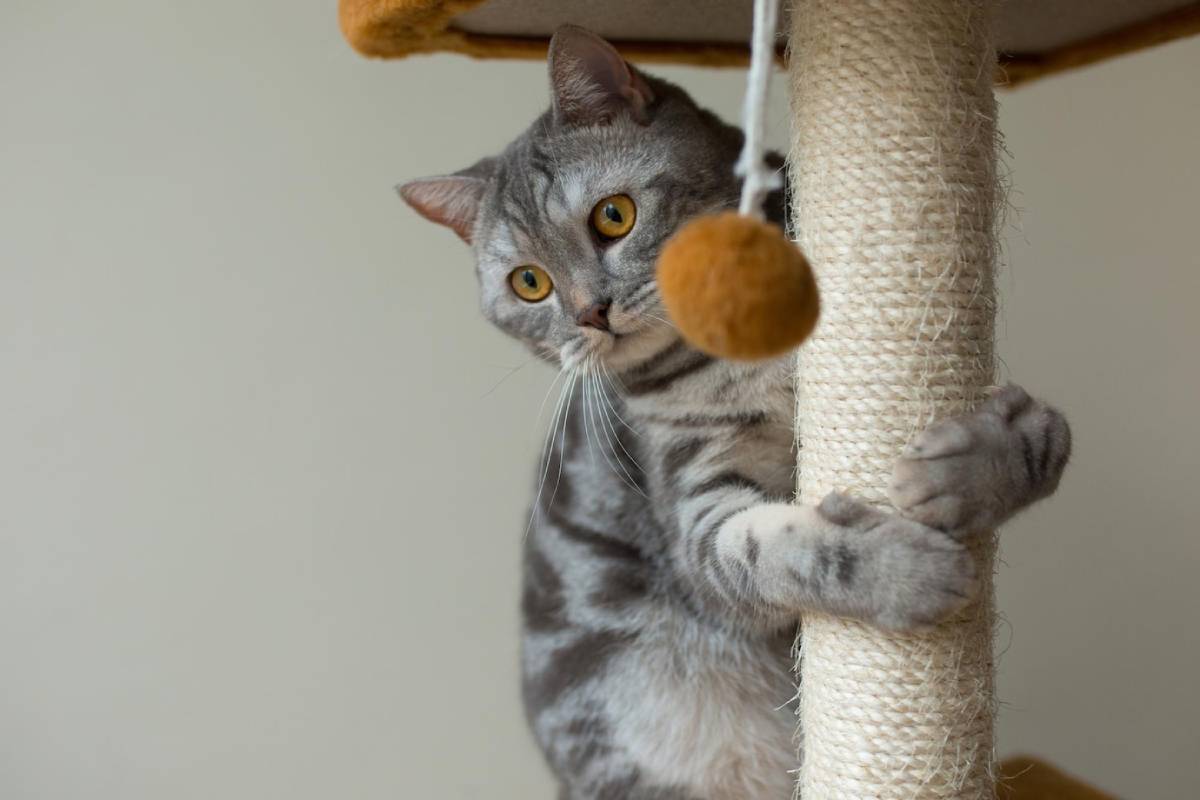 A grey tabby cat with orange eyes plays on a scratching post, pawing at a hanging ball.